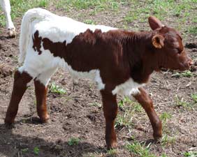 Calf 2009