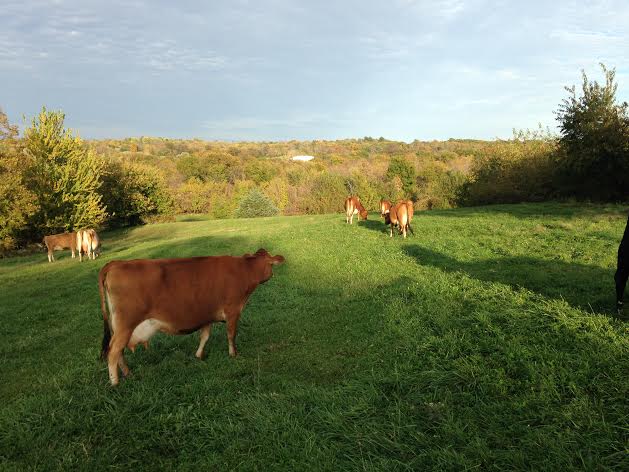 pasturecow